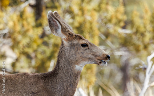 black-tailed mule deer eating pine needles