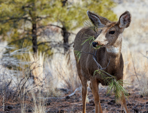 black-tailed mule deer eating pine needles