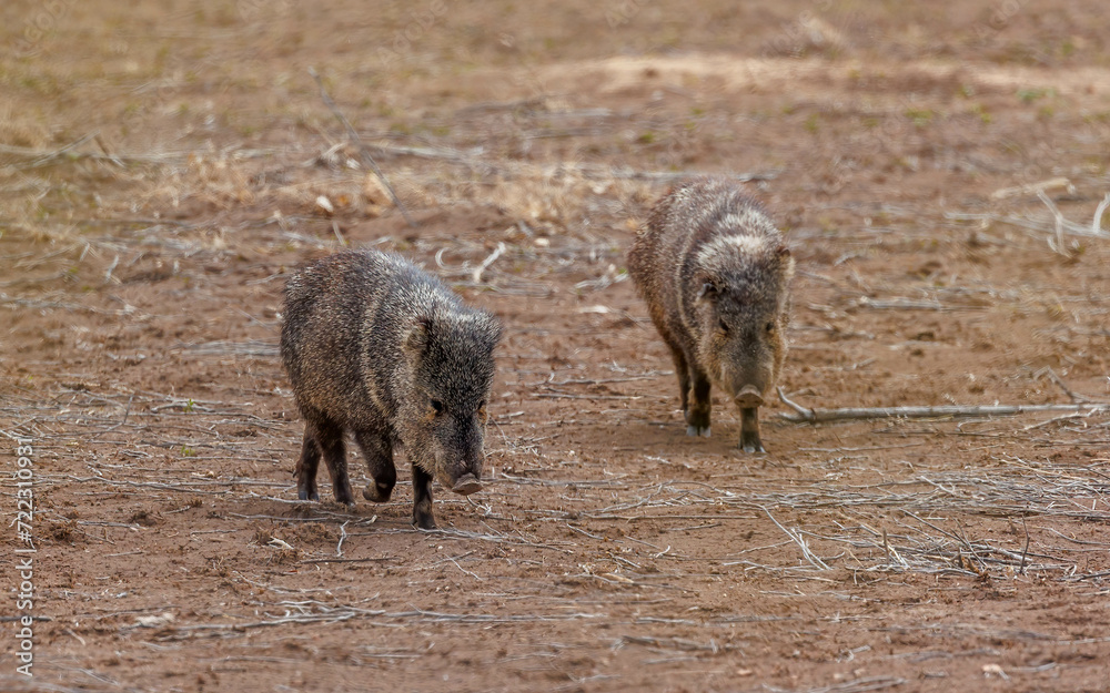 javelina walking in field foraging javelina walking in field foraging