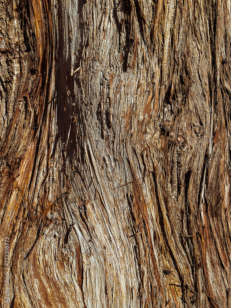 Obraz premium close up dry big teak tree bark texture.