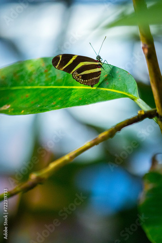 Portrait of a tropical butterfly