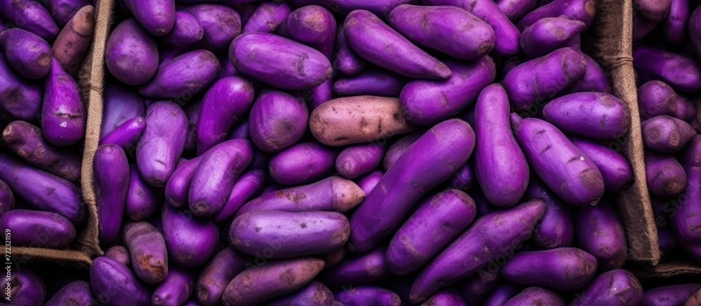 purple sweet potatoes that have just been pulled from the farm from fertile soil purple sweet potatoes that have just been pulled from the farm from fertile soil