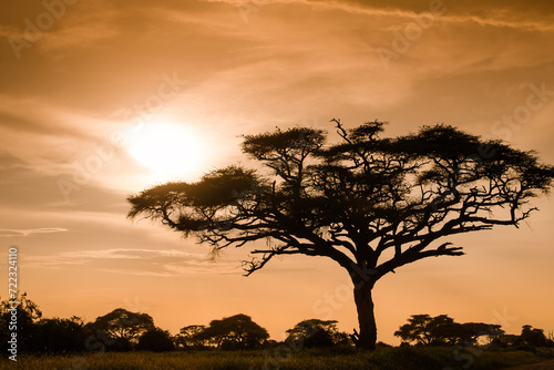 Drzewa akacji na afrykańskiej sawannie w  świetle zachodzącego slońca © kubikactive