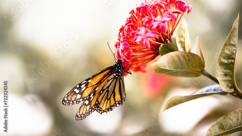 preciosa mariposa monarca alimentándose sobre una flor de color rosa ante la llegada de la primavera.   photo