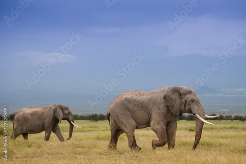 Wielkie słonie na afrykańskiej sawannie w Amboseli Kenia © kubikactive