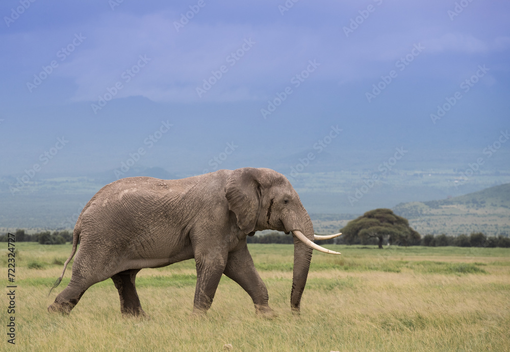 Wielkie słonie na afrykańskiej sawannie w Amboseli Kenia - obrazy, fototapety, plakaty 