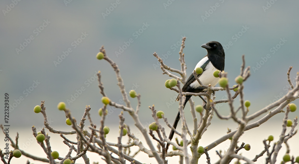 Magpie bird in a fig tree. Feeding habits of birds in winter. Birds feeding on wild figs in winter.