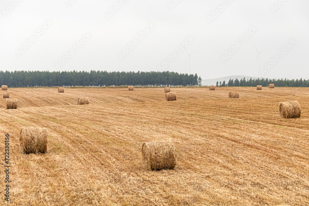 Hay bales for harvesting on a plantation in southern Portugal