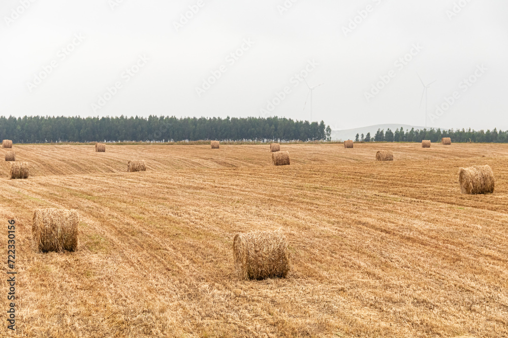 Fototapeta premium Hay bales for harvesting on a plantation in southern Portugal
