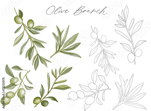 Set of watercolor olive branches with leaves. Hand drawn olive branches. Olive fruits on white background