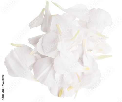 Set of white flower petals. On a blank background