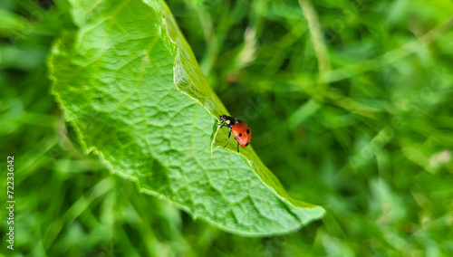 A small ladybug on a large green burdock leaf