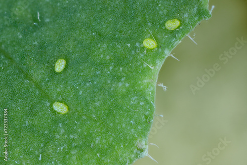 Eggs of the diamondback moth (Plutella xylostella), sometimes called the cabbage moth on a rapeseed leaf. photo