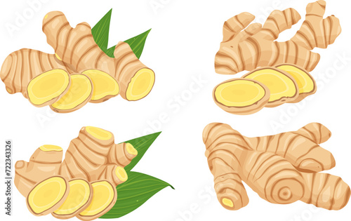 ginger vector. Isolated on white background.	