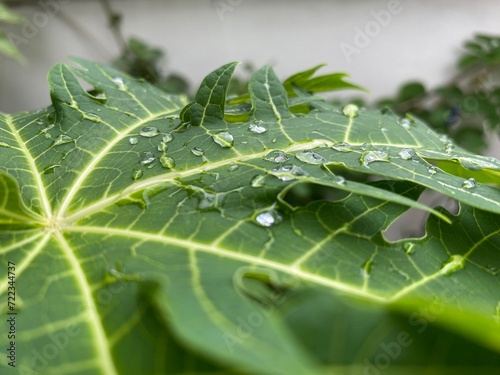 Green leaf with water droplets photo