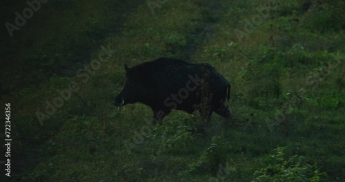 Wild boar walks through green meadow in dusk and disappears in shadow