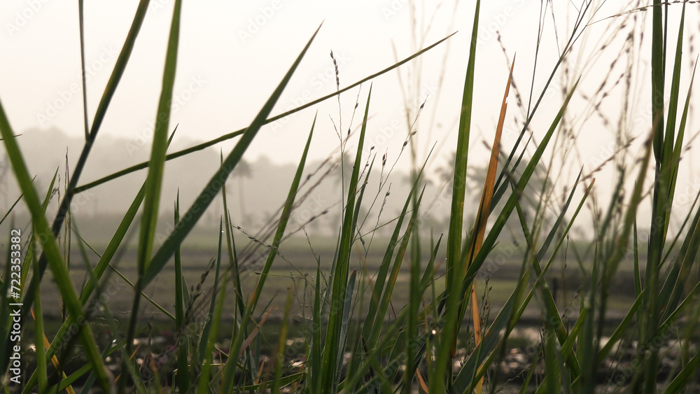 Tender grasses in the morning light Tender grasses in the morning light
