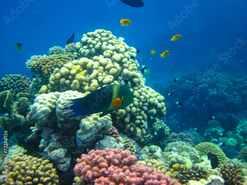 Many colorful fishes in one coral reef of the Red Sea