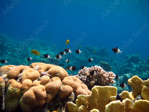 Fototapeta Naklejka Na Ścianę i Meble -  Colorful tropical fish on a coral reef, amazingly beautiful fairy world. In the coral gardens of the Red Sea.

