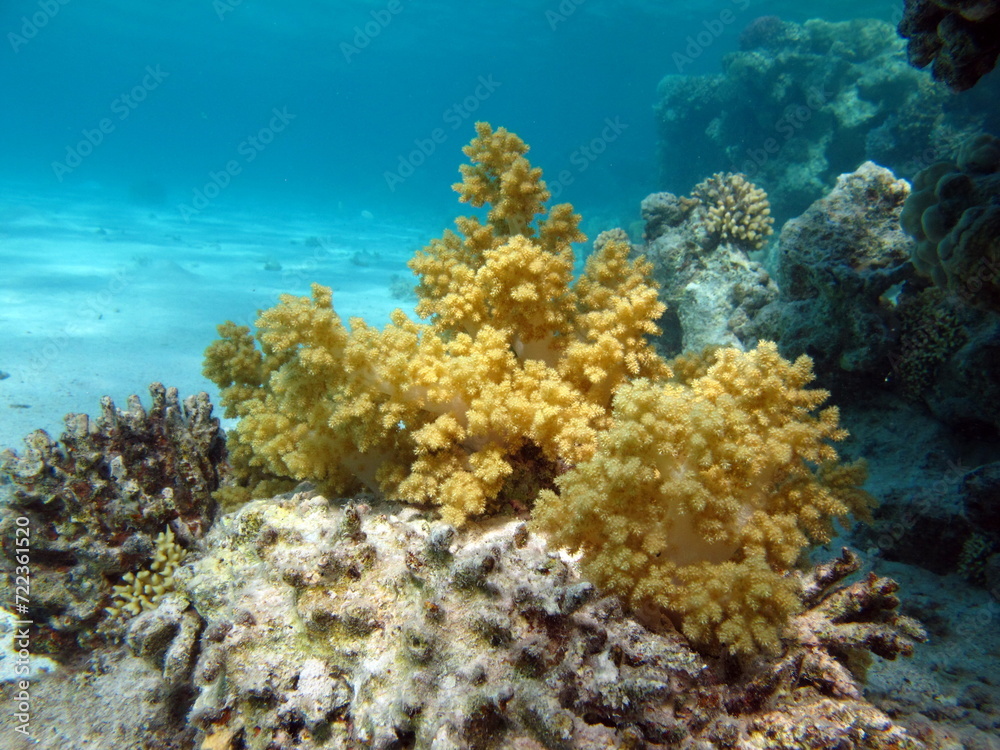 Fototapeta premium Colorful tropical fish on a coral reef, amazingly beautiful fairy world. In the coral gardens of the Red Sea.