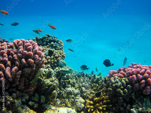 Fototapeta Naklejka Na Ścianę i Meble -  Many colorful fishes in one coral reef of the Red Sea