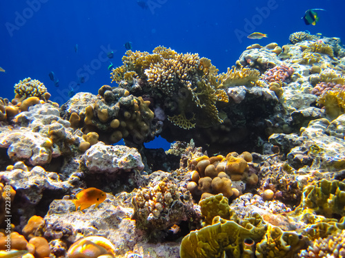 Many colorful fishes in one coral reef of the Red Sea