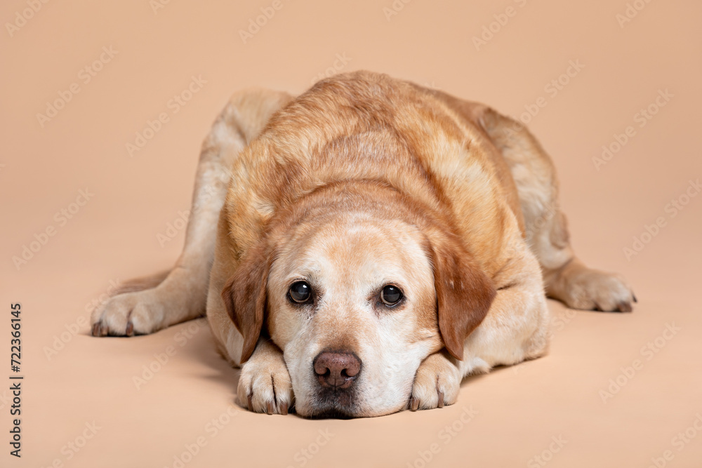 old yellow labrador retriever dog lying portrait on a brown background in the studio old yellow labrador retriever dog lying portrait on a brown background in the studio