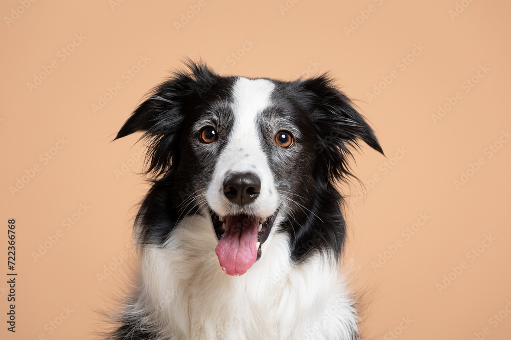 Fototapeta premium young border collie dog happy head portrait on a brown background in the studio