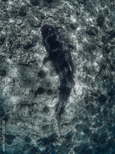 Fototapeta Naklejka Na Ścianę i Meble -  Tiger shark on deep in tropical ocean. Diving with dangerous tiger sharks.