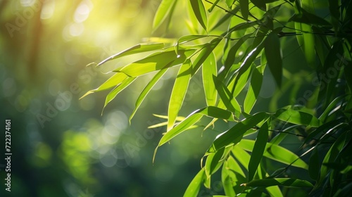 Nature of green leaf bamboo in garden at summer. Natural green leaves plants using as spring background cover page greenery environment ecology wallpaper