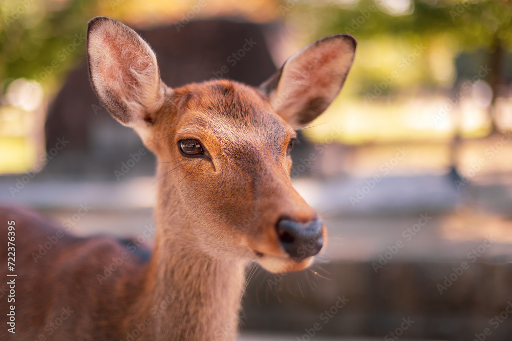 Deer Deer