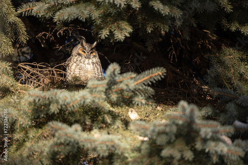 Hibou Duc moyen   long-eared Owl    cadr      gauche  seul dans un arbre  en hiver  horizontal