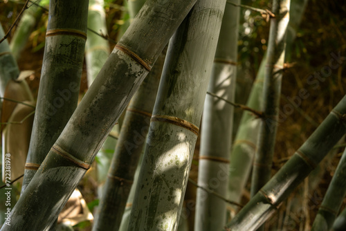 bamboo stems in the forest close up