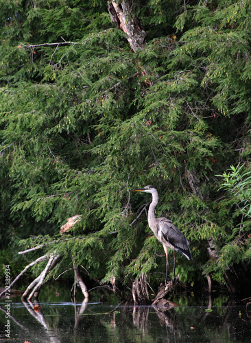 Great Blue Heron II Vertical