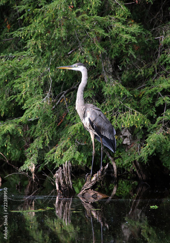 Great Blue Heron I Vertical