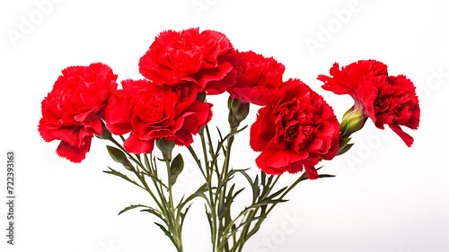 An assorted red carnation flowers isolated on white background