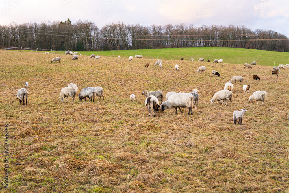 Farm life, Sheep, animals on pasture