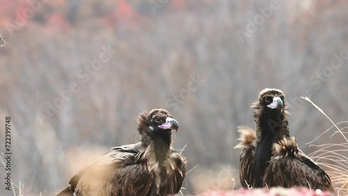 Cinereous vulture Aegypius monachus In the wild. Slow motion. Two birds in the wild are looking around. photo