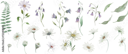 Watercolor floral set with chamomile  bellflowers   fern  leaves. Hand drawn illustration isolated on transparent background  Vector EPS.
