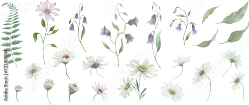 Watercolor floral set with chamomile, bellflowers,  fern, leaves. Hand drawn illustration isolated on transparent background, Vector EPS.