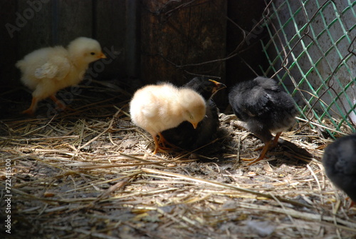 Little chicks in the chicken coop. Chicks born a couple of weeks ago are walking on the straw lying on the floor in search of food. They have yellow and black down and orange beaks and thin long legs. photo