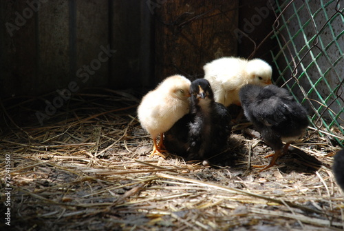 Little chicks in the chicken coop. Chicks born a couple of weeks ago are walking on the straw lying on the floor in search of food. They have yellow and black down and orange beaks and thin long legs. photo