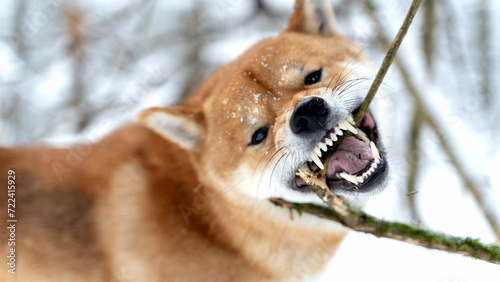 Shiba inu in the snow