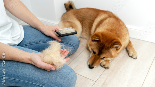 the owner combs the dog's fur