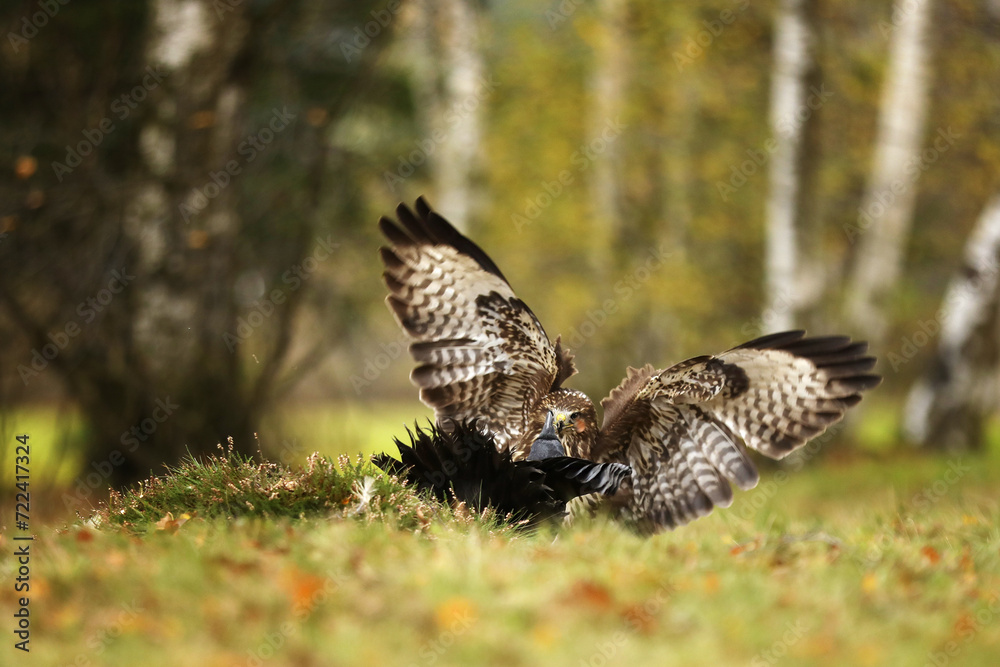 Common buzzard (Buteo buteo) and common raven (Corvus corax) together in one place fighting for the prey