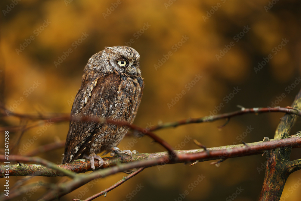 Scops Owl, Otus scops, sit on tree branch in the forest. Wildlife animal scene from nature. Small owl close-up detail portrait in the nature, Czech republic