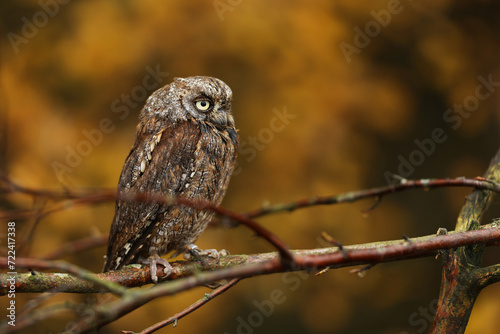 Obraz na płótnie Scops Owl, Otus scops, sit on tree branch in the forest. Wildlife animal scene from nature. Small owl close-up detail portrait in the nature, Czech republic w salonie