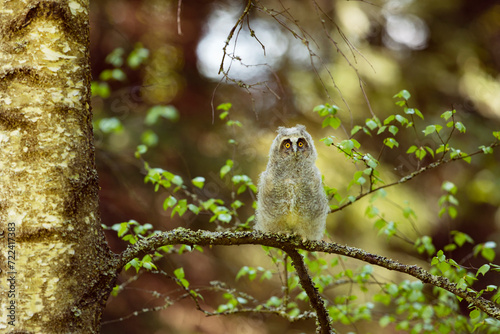 Obraz na płótnie Fluffy long-eared baby owl (asio otus) sitting on the birch tree branch. Bird in nature habitat, Czech republic w salonie