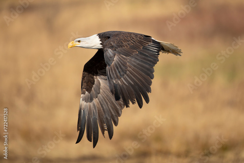Obraz na płótnie Bald Eagle, Haliaeetus leucocephalus, flying bird of prey against autumn background, yellow grass and forest. Homer, Alaska w salonie