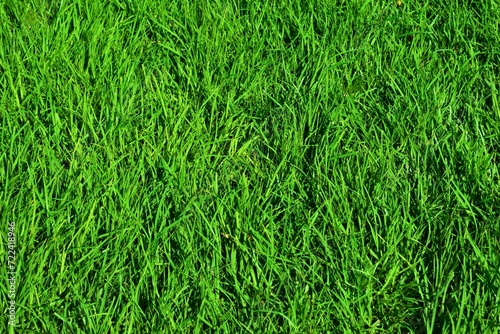 green grass surface